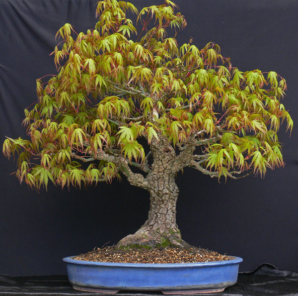 P1130445-1.jpg
