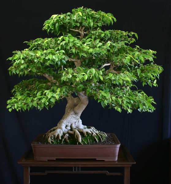 Ficus_benjamina.jpg