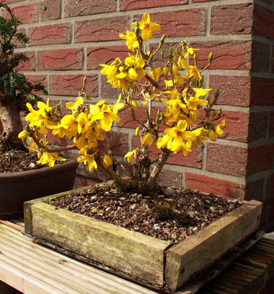 k-Forsythia 201203_001.JPG