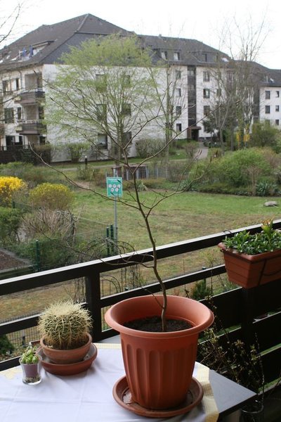 baum1.JPG