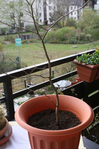 baum2.JPG