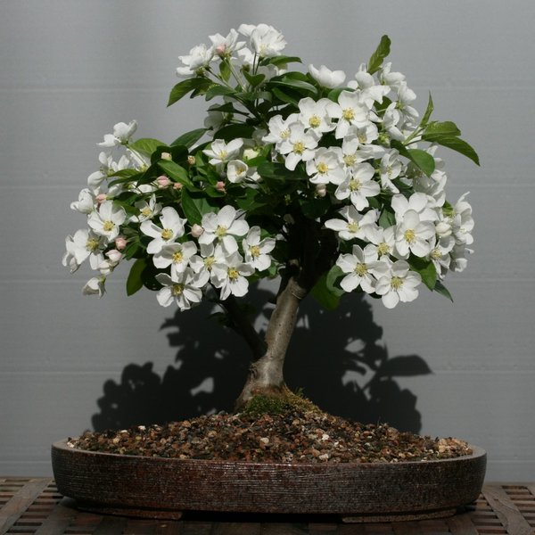 Frühjahr 2011, sehr reichhaltige Blüte
