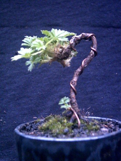 Fünffingerstrauch [Potentilla neumanniana], Sämling 2003, Höhe 7 cm