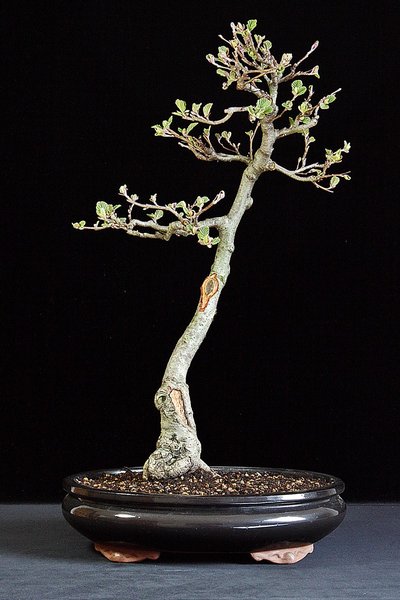 Alnus glutinosa BFF.JPG