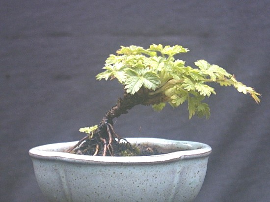 Fünffingerstrauch [Potentilla cranzii], Sämling 2003, Höhe 5 cm