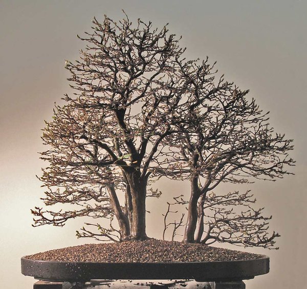 hainwald_05.jpg