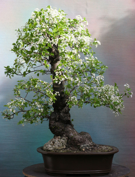prunus-mahaleb-3-2012.jpg
