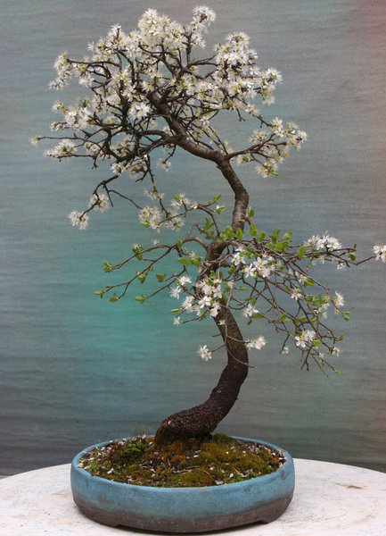 schlehe-4-2012.jpg