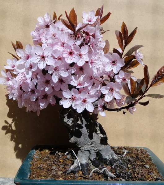 Blutpflaume - Prunus cerasifera Nigra - Größe ab Schalen-OK: 24 cm