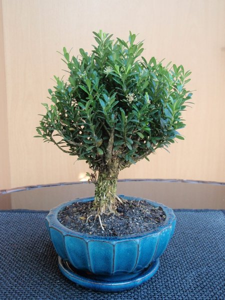 Buxus harlandii 2010.JPG