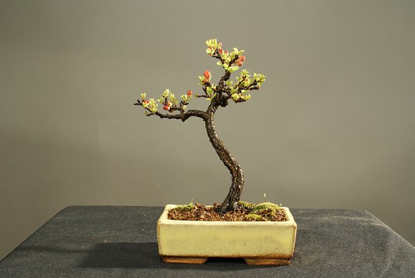 Chaenomeles jap - chojubai 12 cm