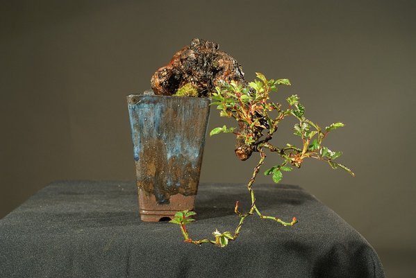 Polyantharose 15 cm