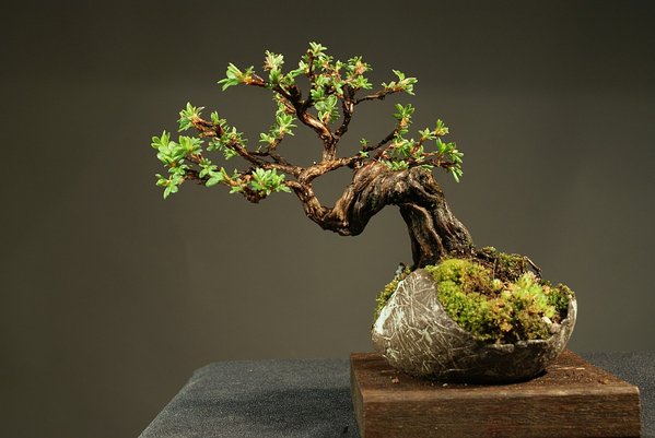 Potentilla 10 cm