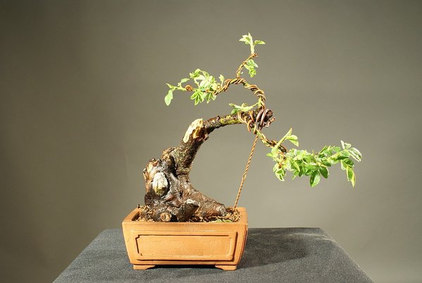 Wildrose 15 cm