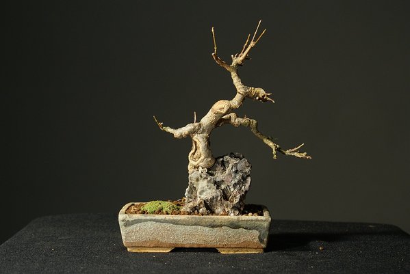 Dreispitzahorn 10 cm