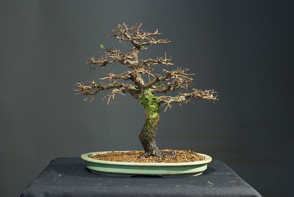 Chinesische Ulme 20 cm