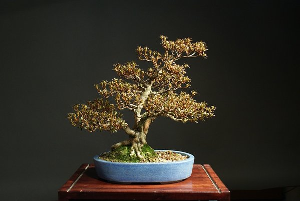 Azalee kiusanum 25 cm