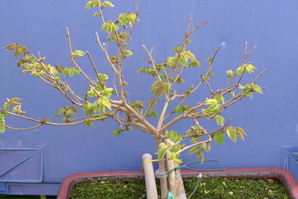 Zelkova serrata