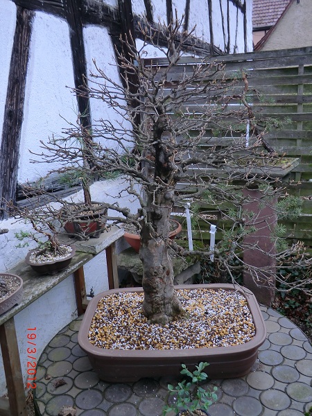 Ein alter Dreispritzahorn