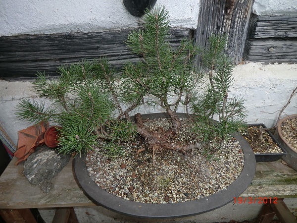 Ein schöner Rohling von einer Bergkiefer