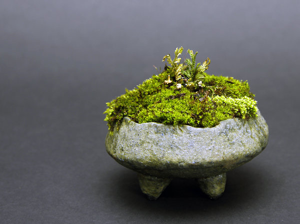 Moosfarn - Selaginella