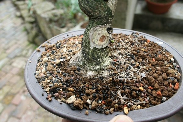 Nebari eines Pfaffenhütchen