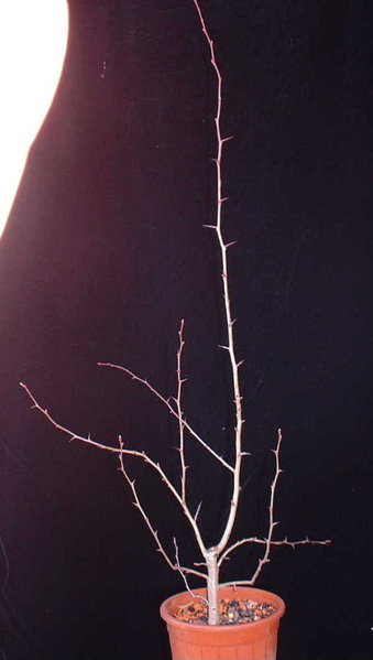 B001-März05-CratMono.JPG