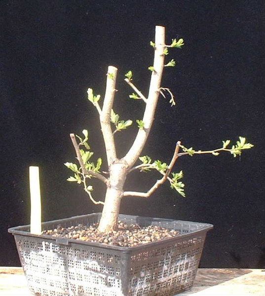 B002-April08-CratMono.JPG