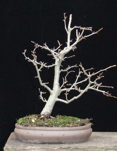 B005-März12-CratMono.JPG