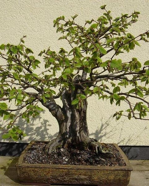 Buche 10.JPG