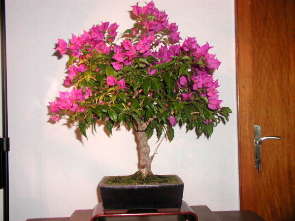 Bougainvillea struppig blühend, Schale könnte flacher und breiter sein, hatte gerade keine bessere, aber die Glasur (blau-rot-violett) passt ganz gut...