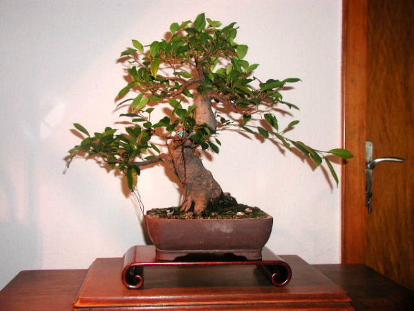 Dies ist der Ficus aktuell.
