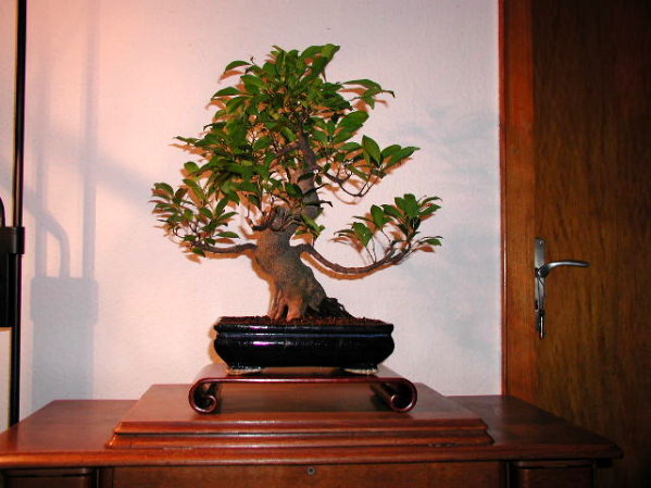 In diesem Zustand wurde der Ficus retusa am 23.12.2004 im Baumarkt gekauft. Die blaue Schale hatte einen Sprung.