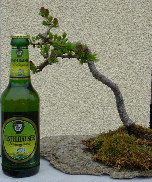 Lärche 3.jpg