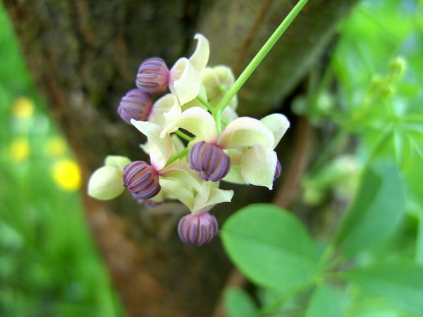 20110527-192958-787.jpg