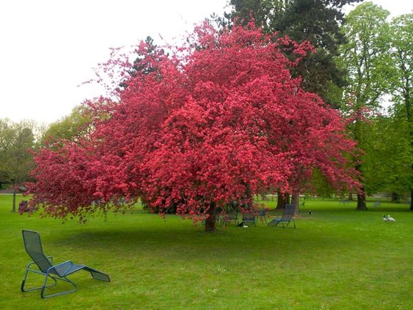 Das Rote sind keine Blätter sondern Blüten