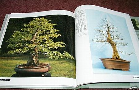 Bonsai Life Histories-3.jpg