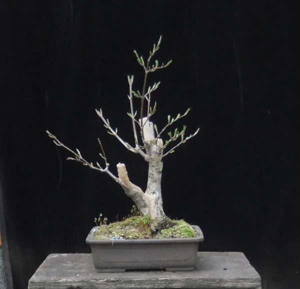 010-April12-CornusMas.JPG