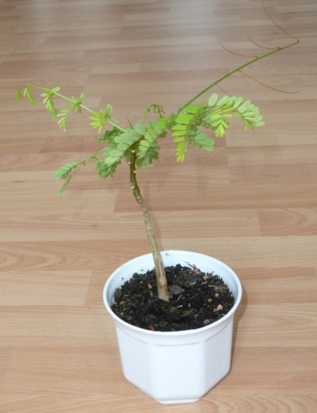 kleiner Flammenbaum, ca. 1 Jahr, ca. 15 cm