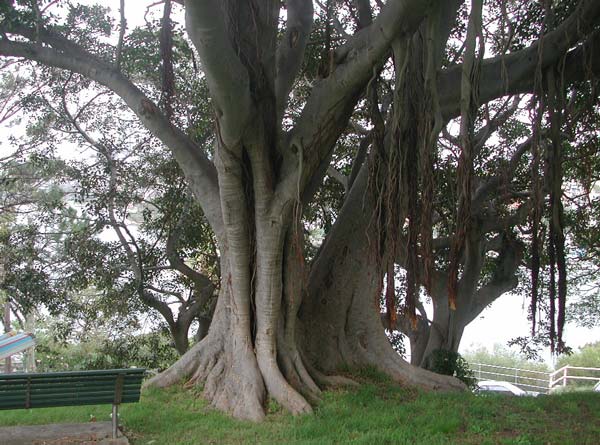 Ficus in Sidney - Bild: Walter Pall