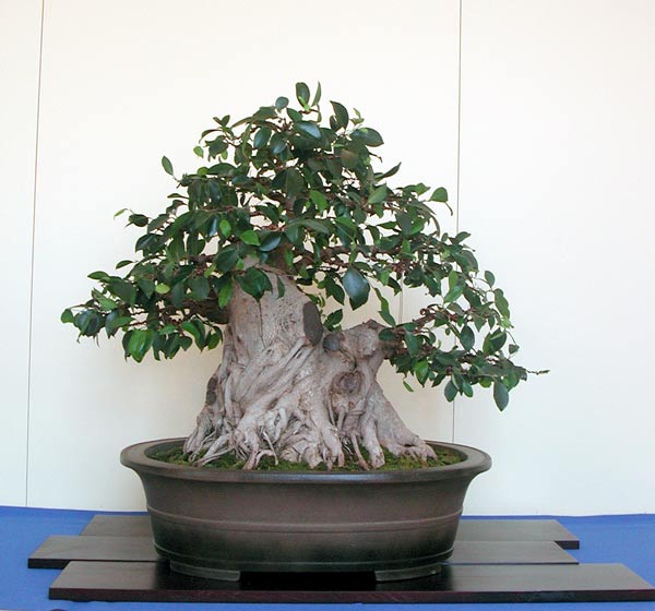 Ficus auf der Ichi-Shu-Ten - Bild: Walter Pall