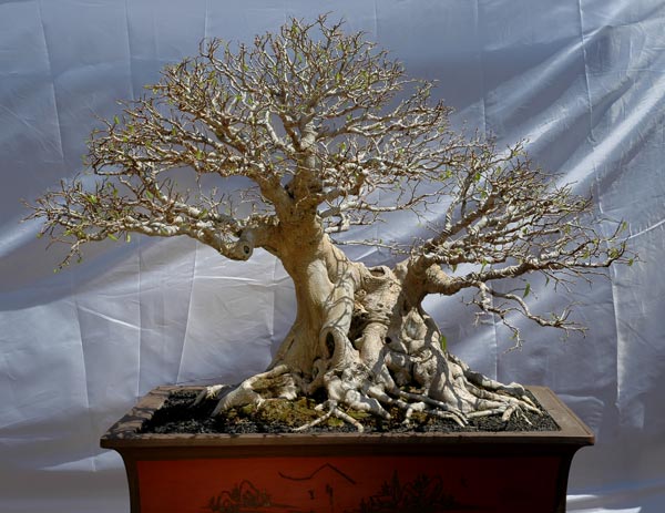 Ficus benjaminia - Bild: Peter Thali