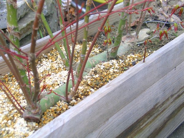 ahornfloss 04 2012 3.jpg