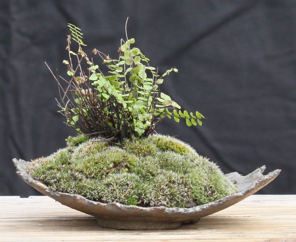 Asplenium trichomanes