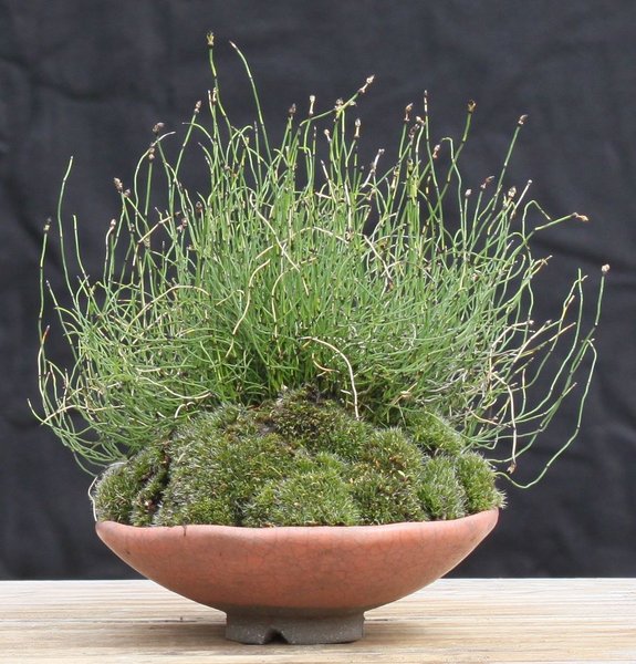 Equisetum scipoides