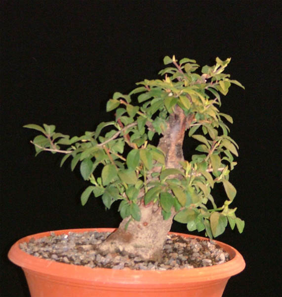 Schlehe Juni 2009