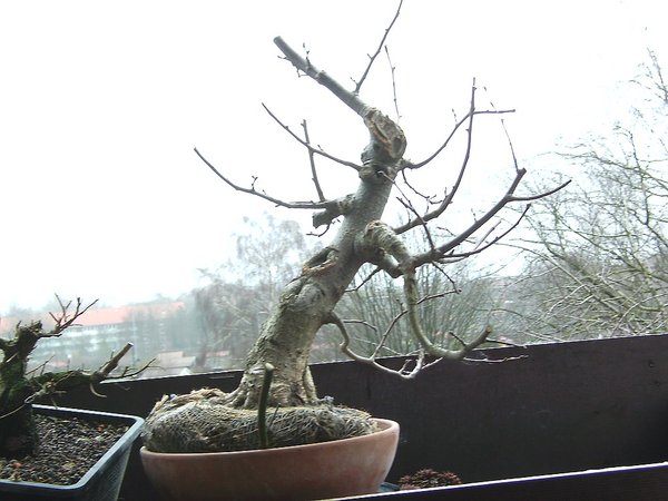 So habe ich den Baum bekommen.