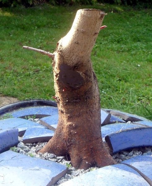 SDC12515.JPG