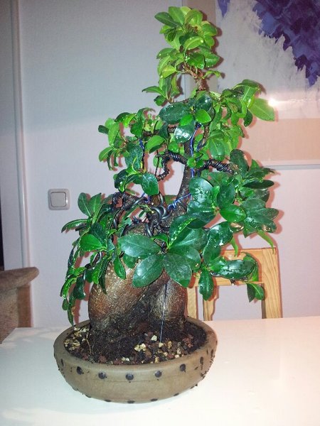 ficus_ginseng.jpg