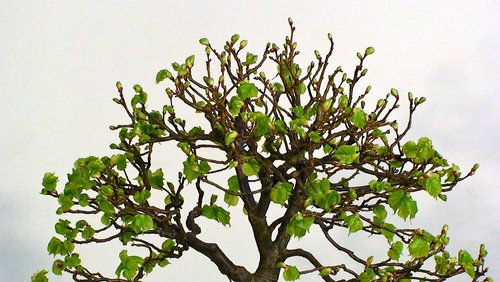 kleinLindeCarmen16April_3.jpg
